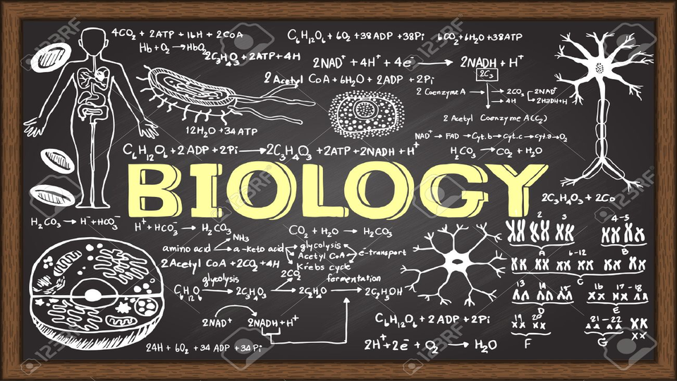 Biology KS4 GCSE Year/Grade 11 Yearly Course